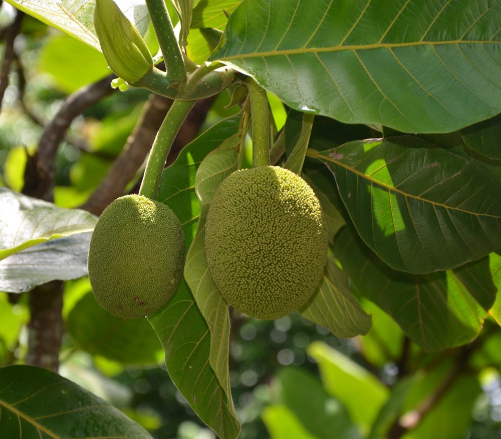 Marang (Artocarpus odoratissimus)