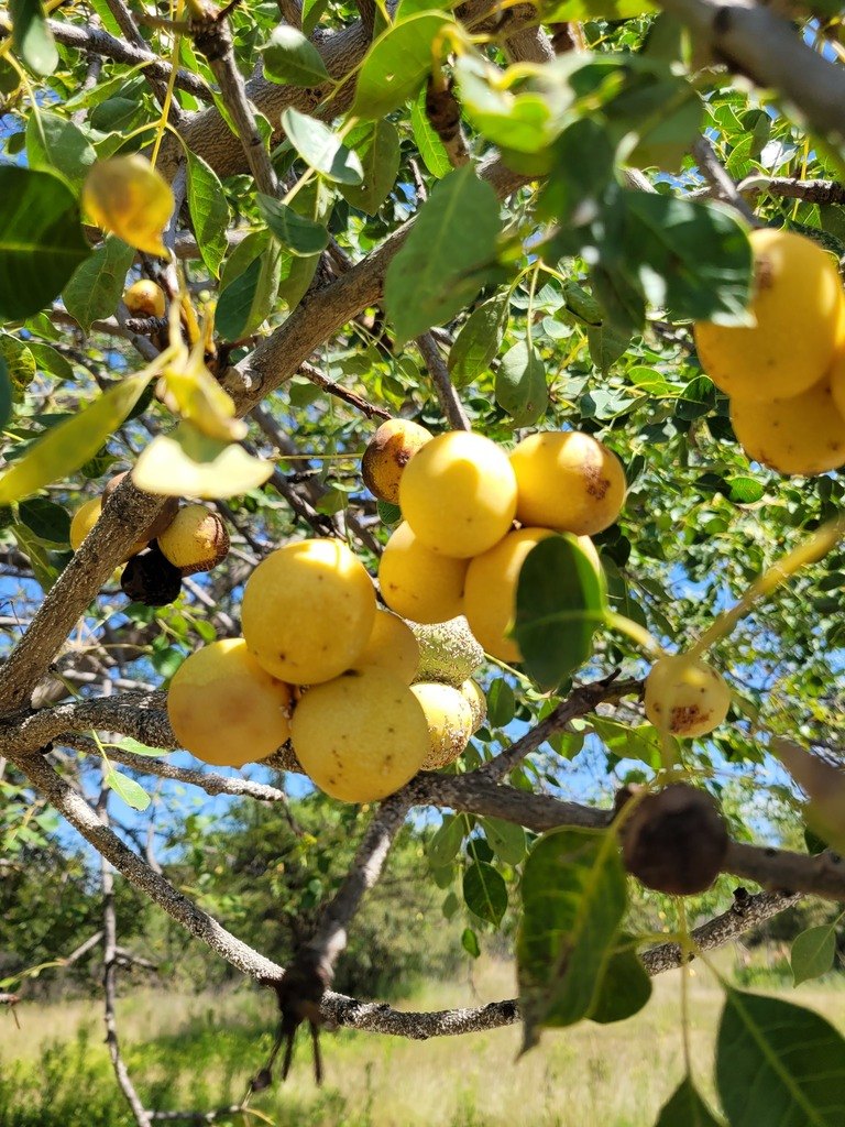 Марула (Sclerocarya birrea)