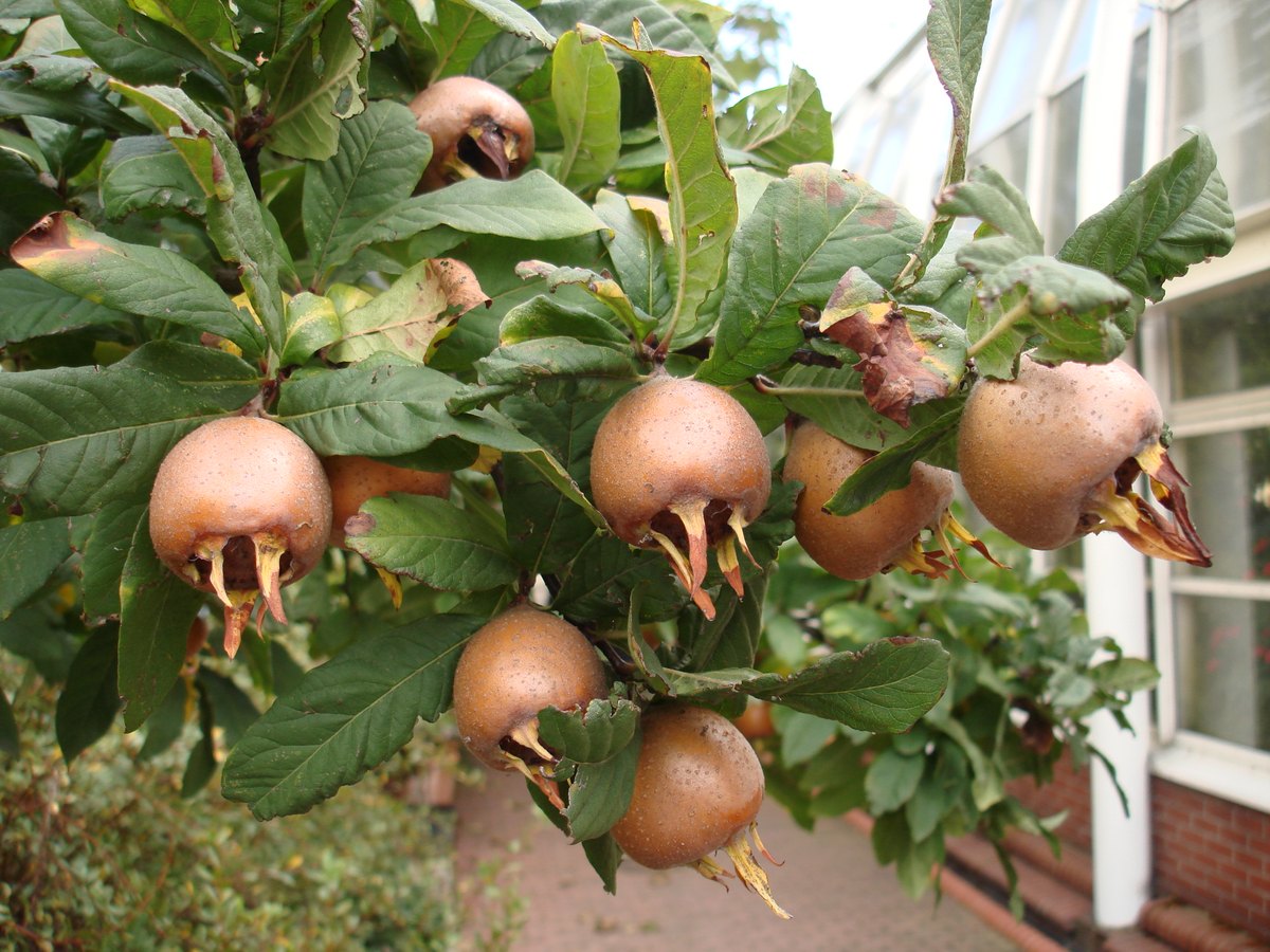 Moșmon (Mespilus germanica)