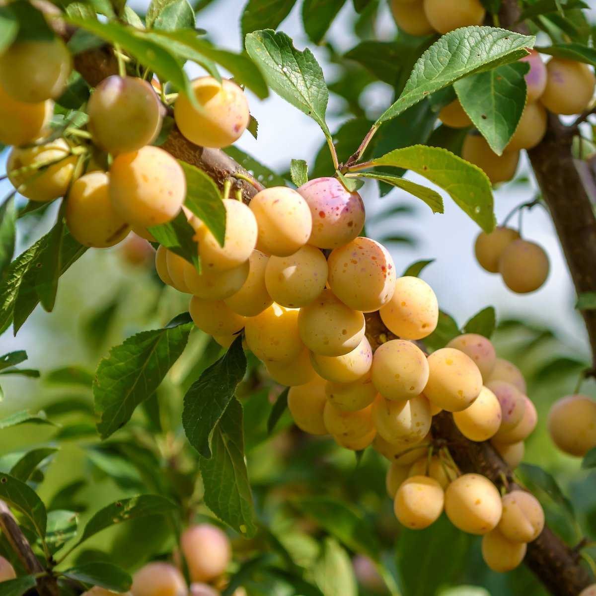 Mirabel (Prunus domestica subsp. syriaca)