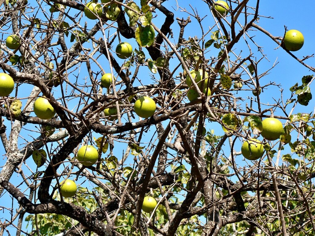 Обезьяний апельсин (Strychnos spinosa)