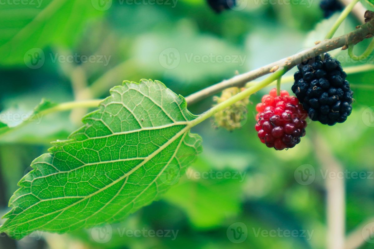Dud (Morus alba)