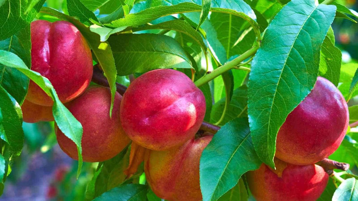 Nectarin (Prunus persica var. nucipersica)