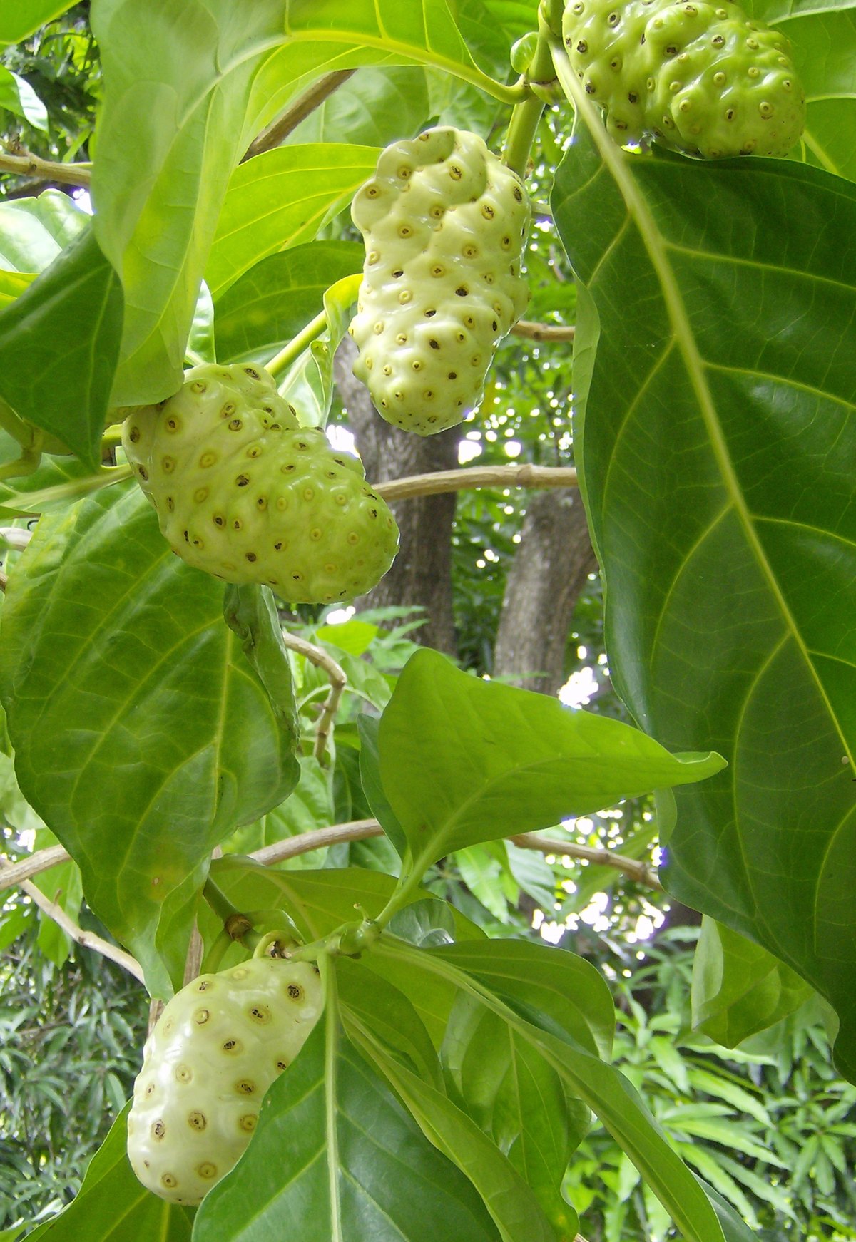Noni (Morinda citrifolia)