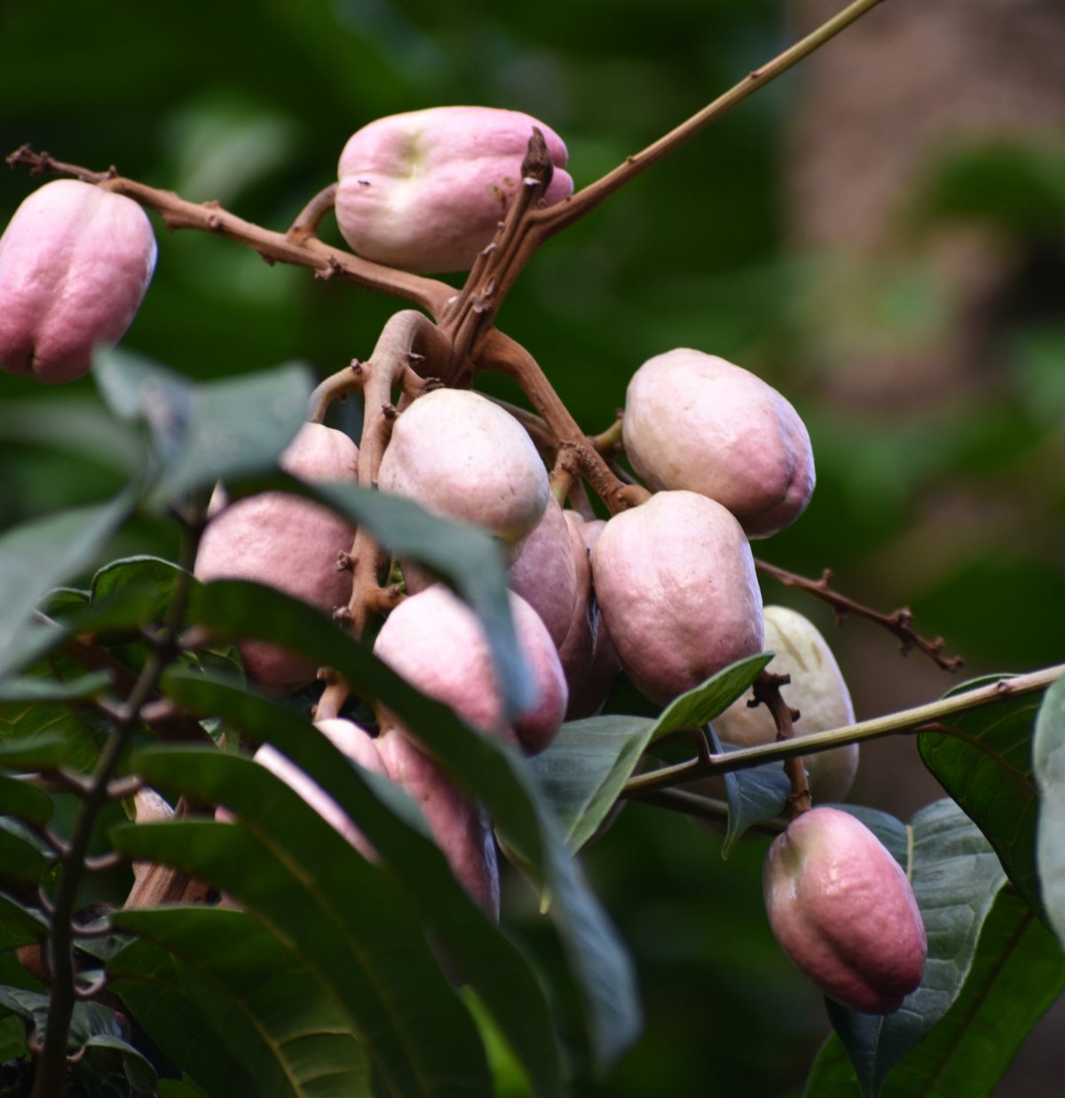 Prună de Gabon (Dacryodes edulis)