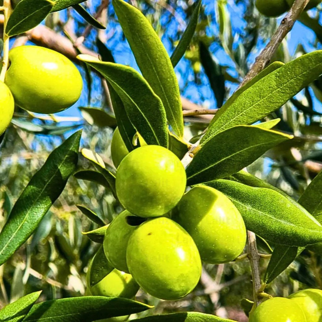 Олива (Olea europaea)