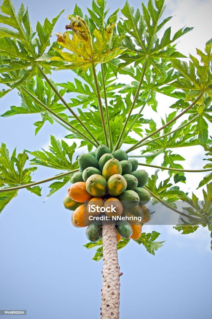 Papaya (Carica papaya)
