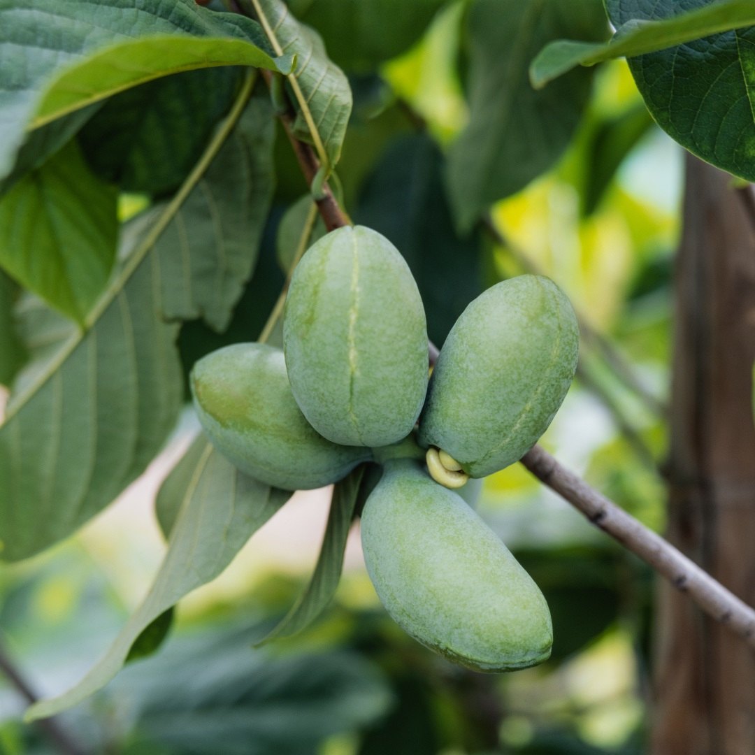 Азимина (Asimina triloba)