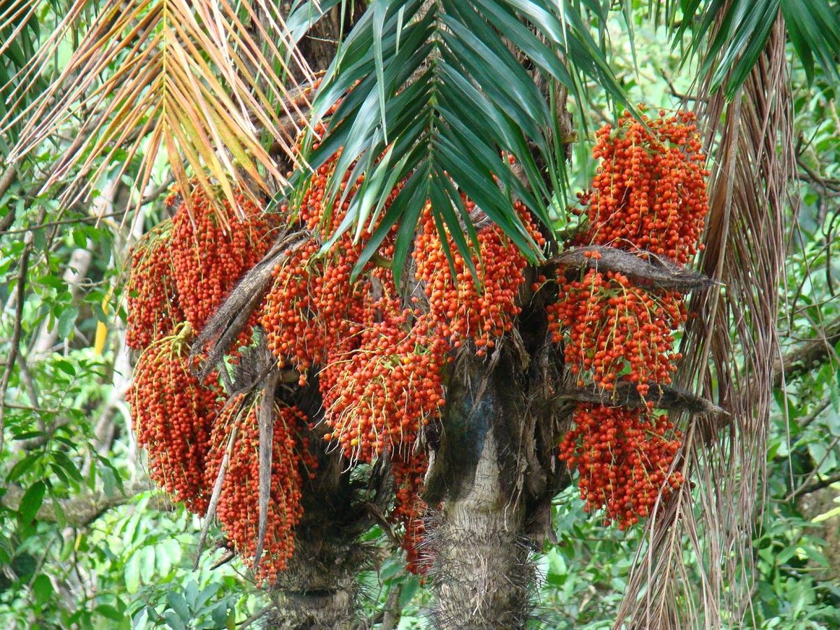 Персиковая пальма (Bactris gasipaes)