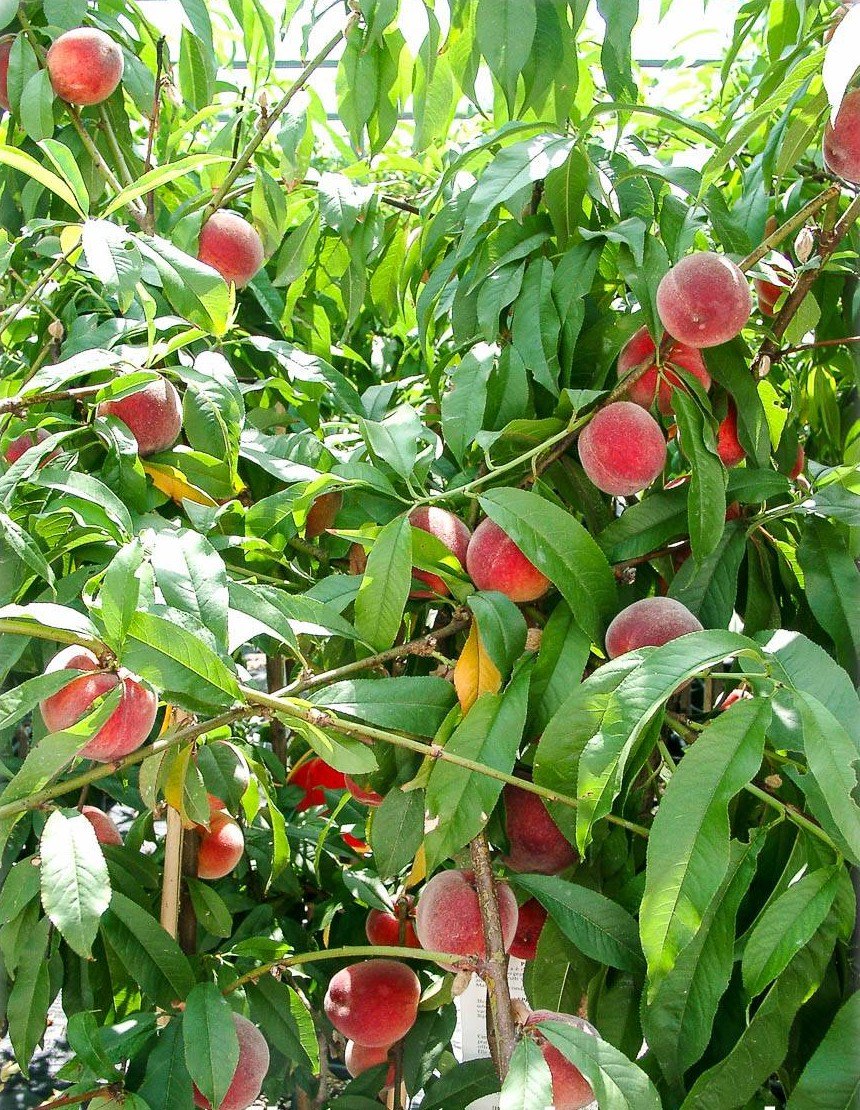 Piersic (Prunus persica)
