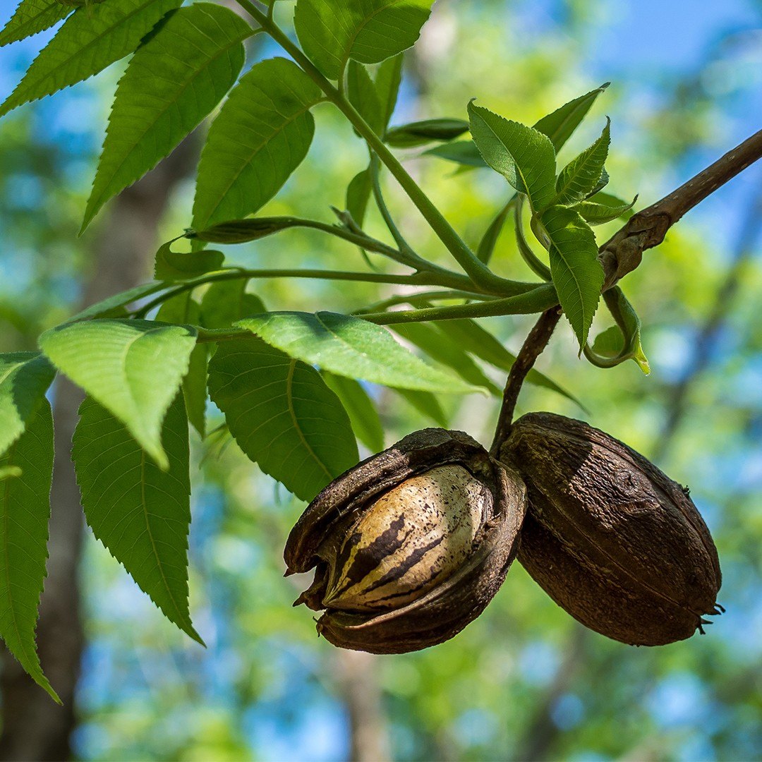 Пекан (Carya illinoinensis)