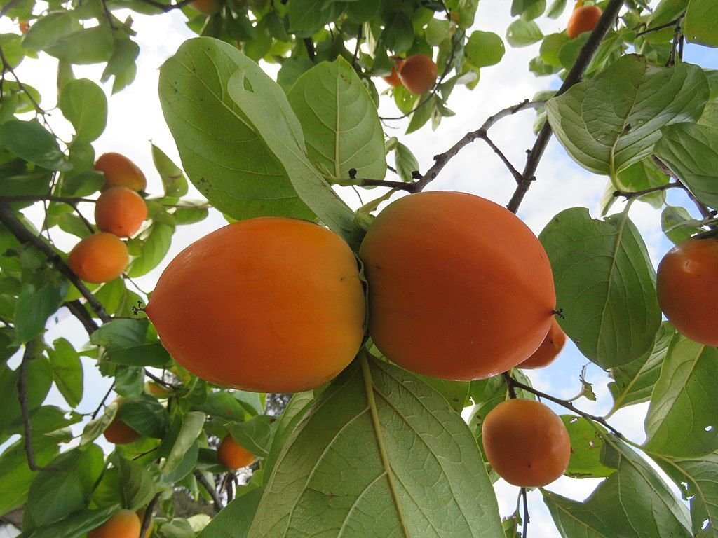 Хурма (Diospyros kaki)