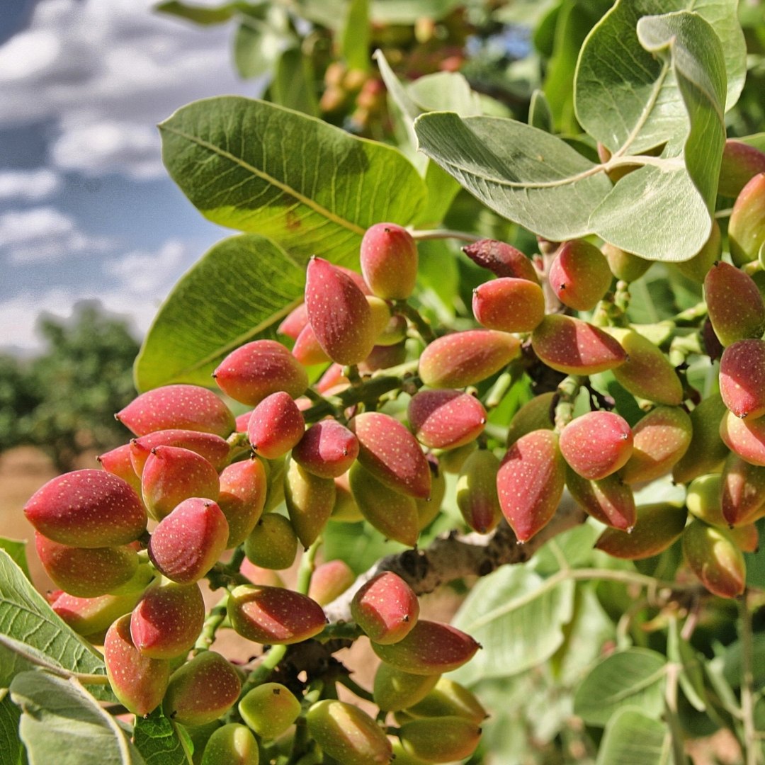 Fistic (Pistacia vera)
