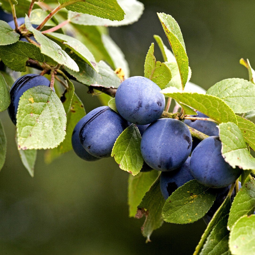 Prun (Prunus domestica)
