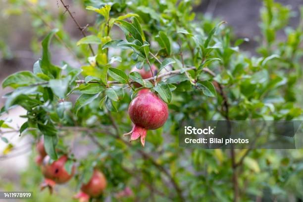 Rodiu (Punica granatum)
