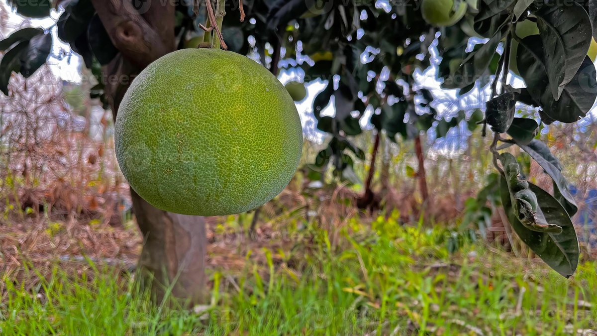 Помело (Citrus maxima)