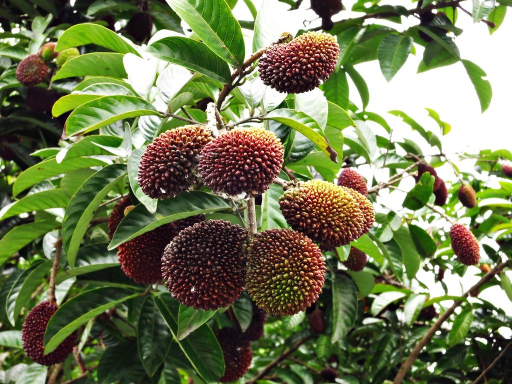 Pulasan (Nephelium mutabile)