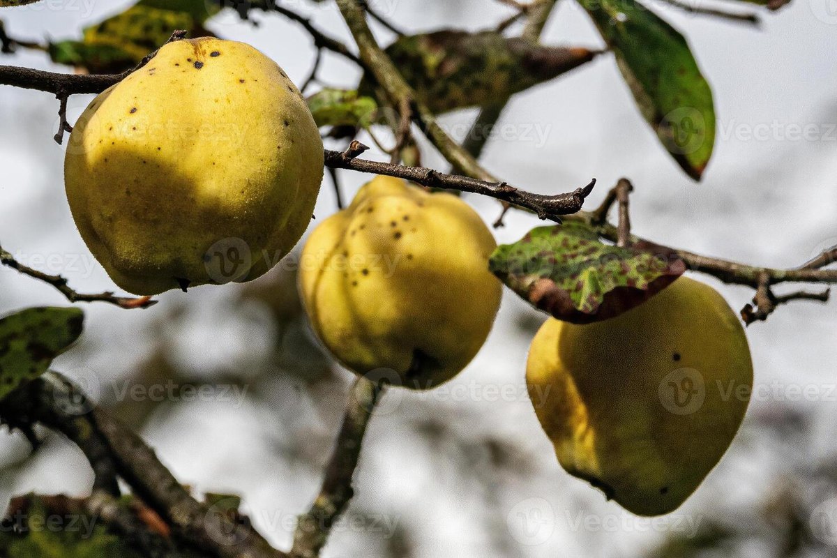 Gutui (Cydonia oblonga)