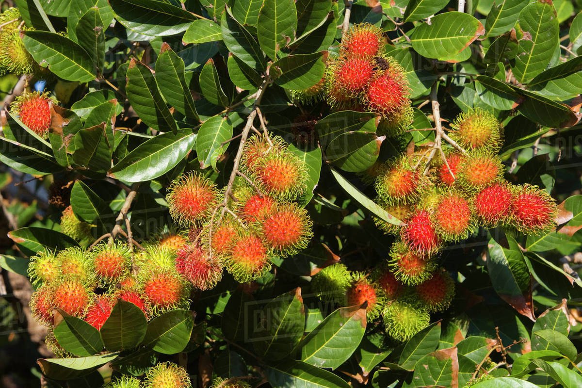 Rambutan (Nephelium lappaceum)