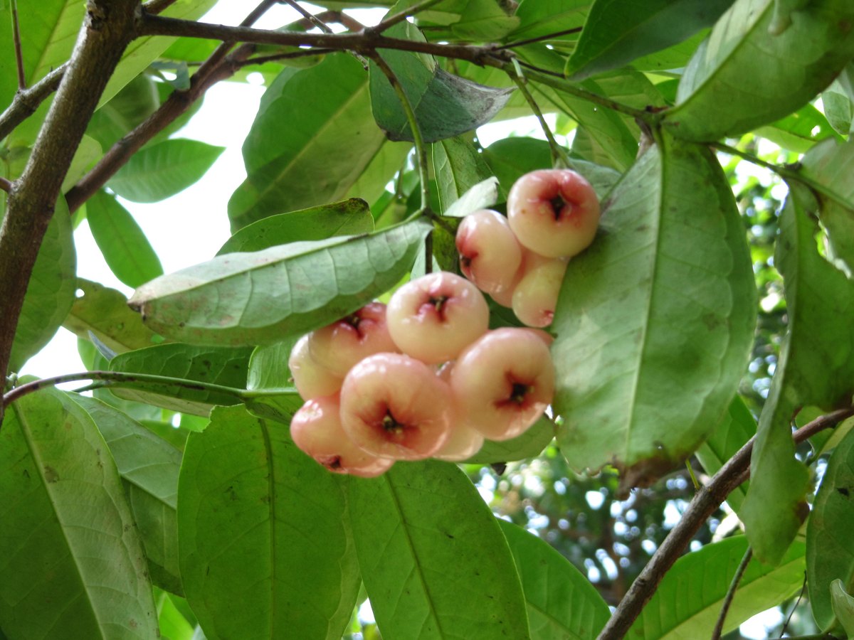 Măr trandafir (Syzygium jambos)