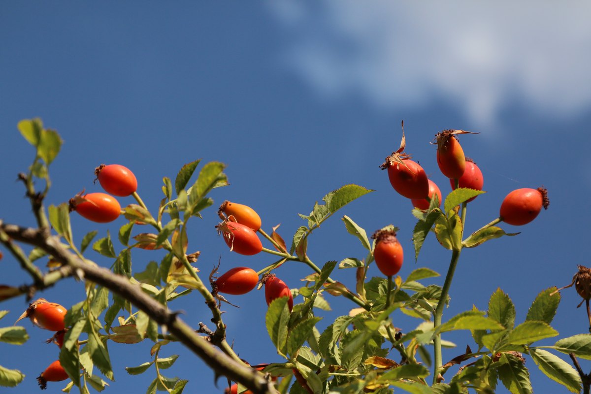 Măceș (Rosa canina)