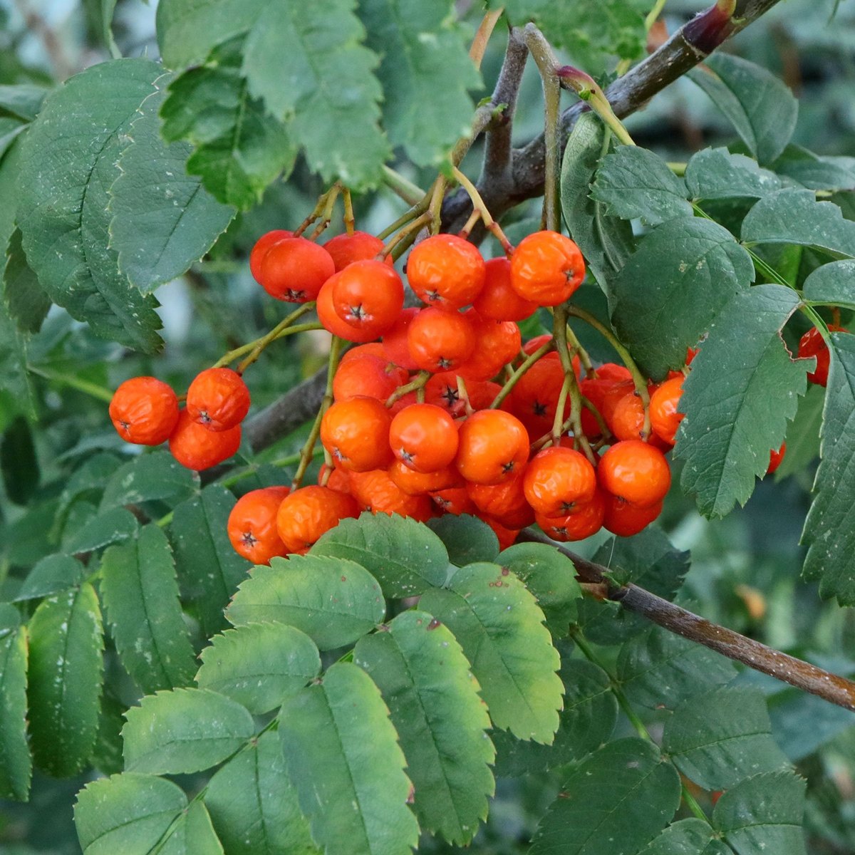 Рябина (Sorbus aucuparia)