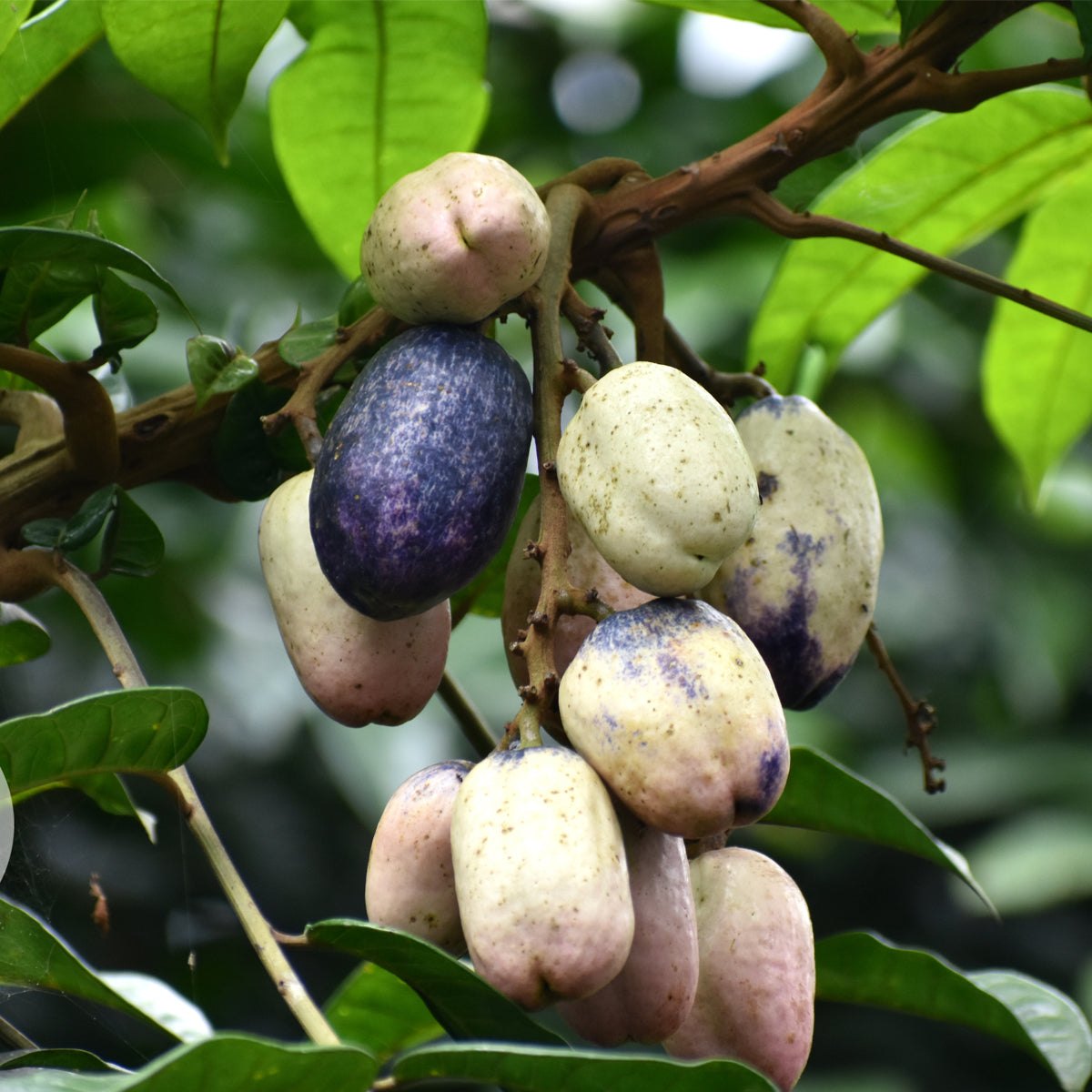 Safou (Dacryodes edulis)