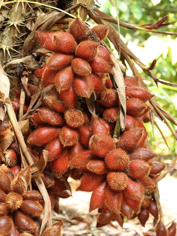 Салак (Salacca zalacca)