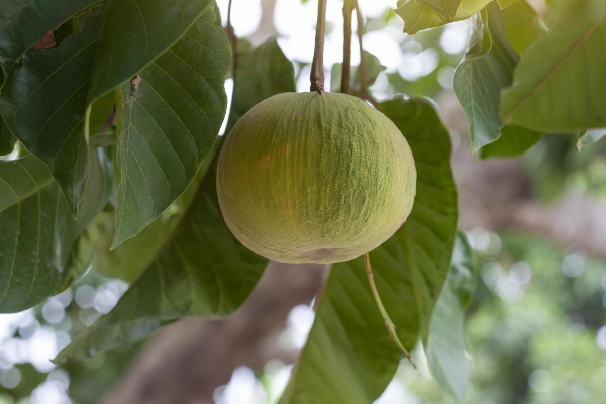 Santol (Sandoricum koetjape)