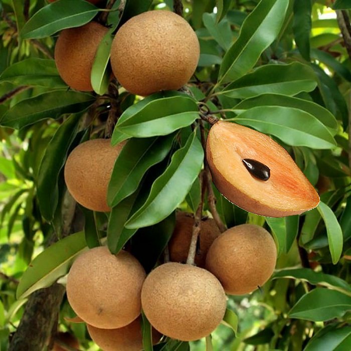 Sapodilla (Manilkara zapota)
