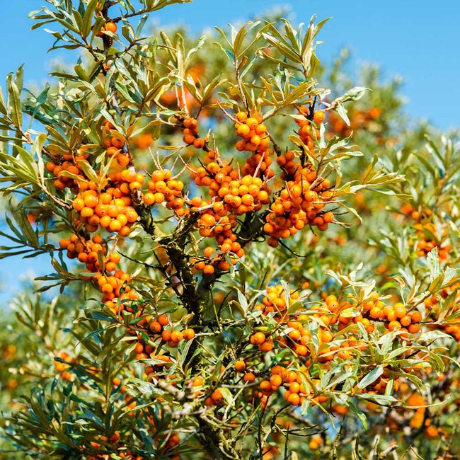 Облепиха (Hippophae rhamnoides)
