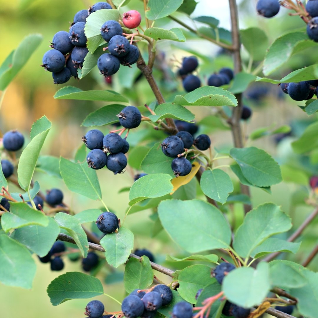 Amelanchier (Amelanchier alnifolia)