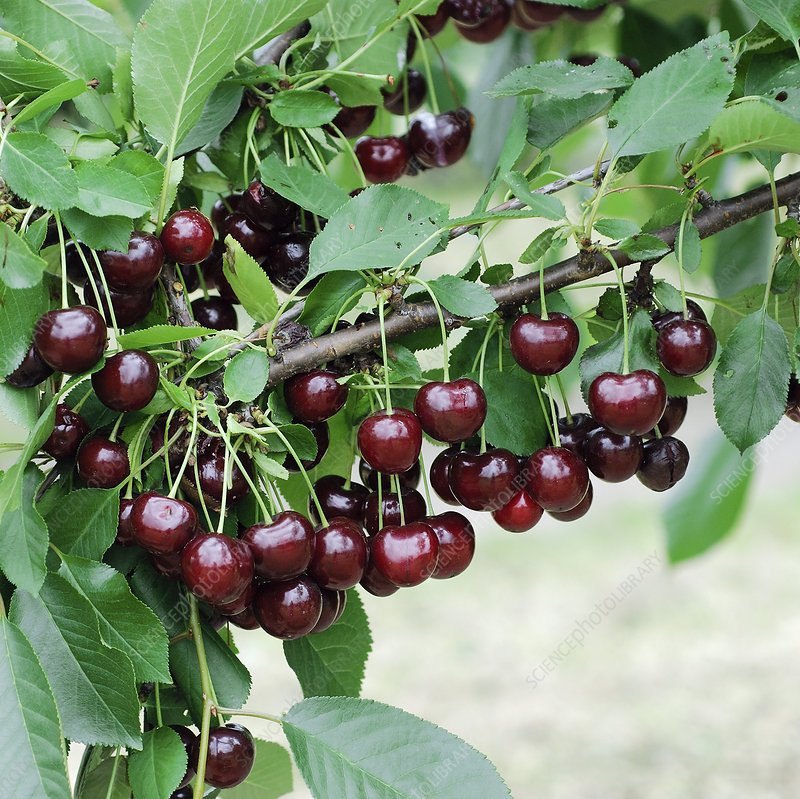 Вишня (Prunus cerasus)