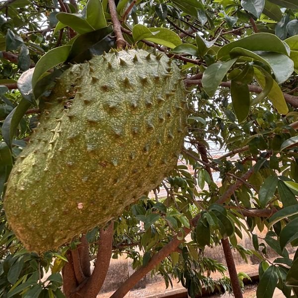 Graviola (Annona muricata)