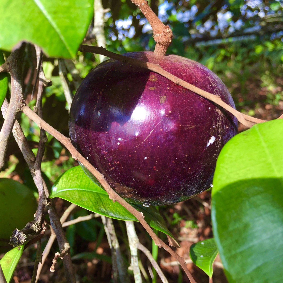 Măr stea (Chrysophyllum cainito)