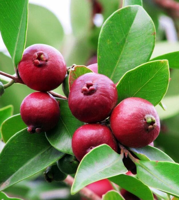 Земляничная гуава (Psidium cattleianum)