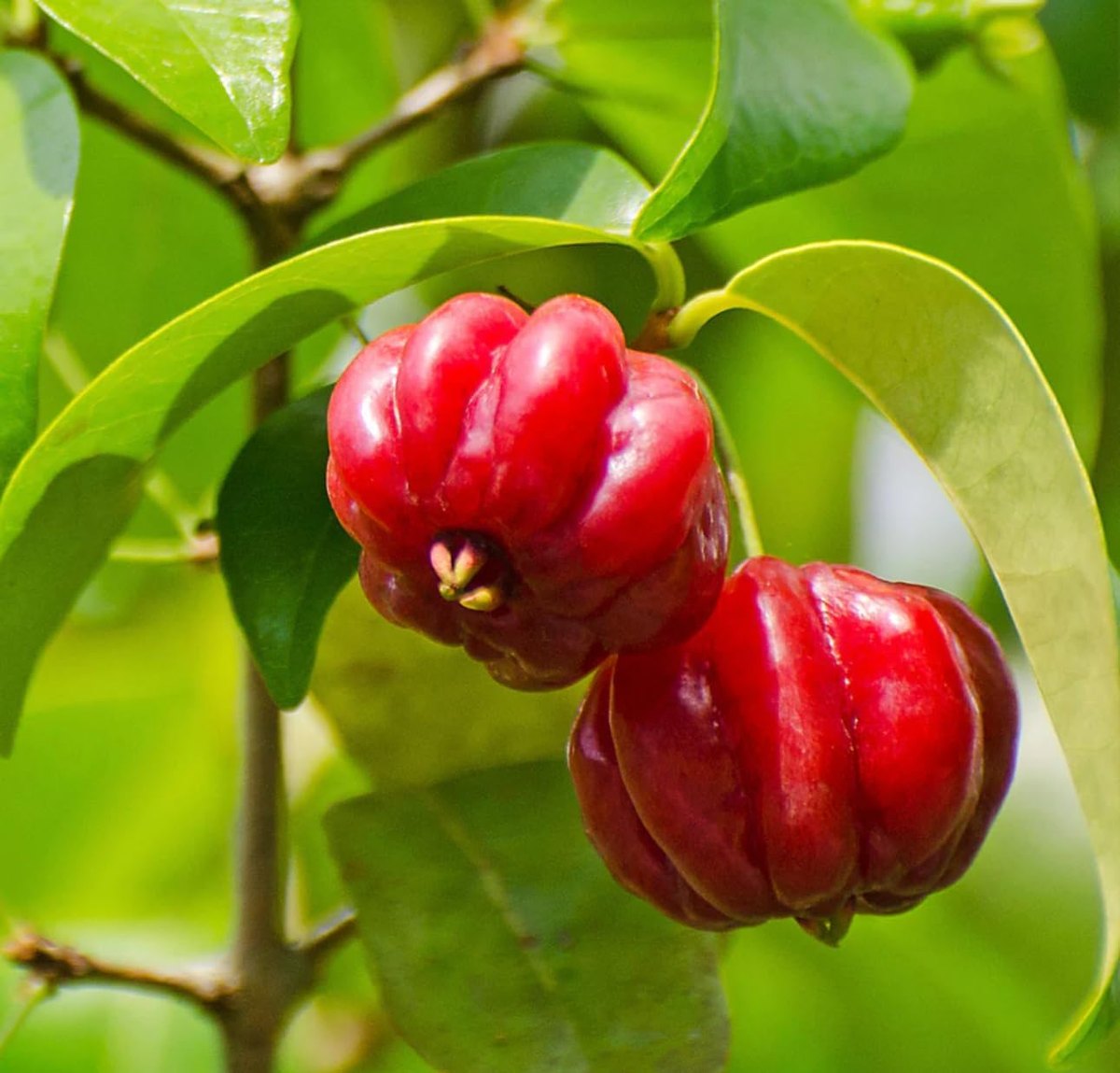 Cireș de Surinam (Eugenia uniflora)