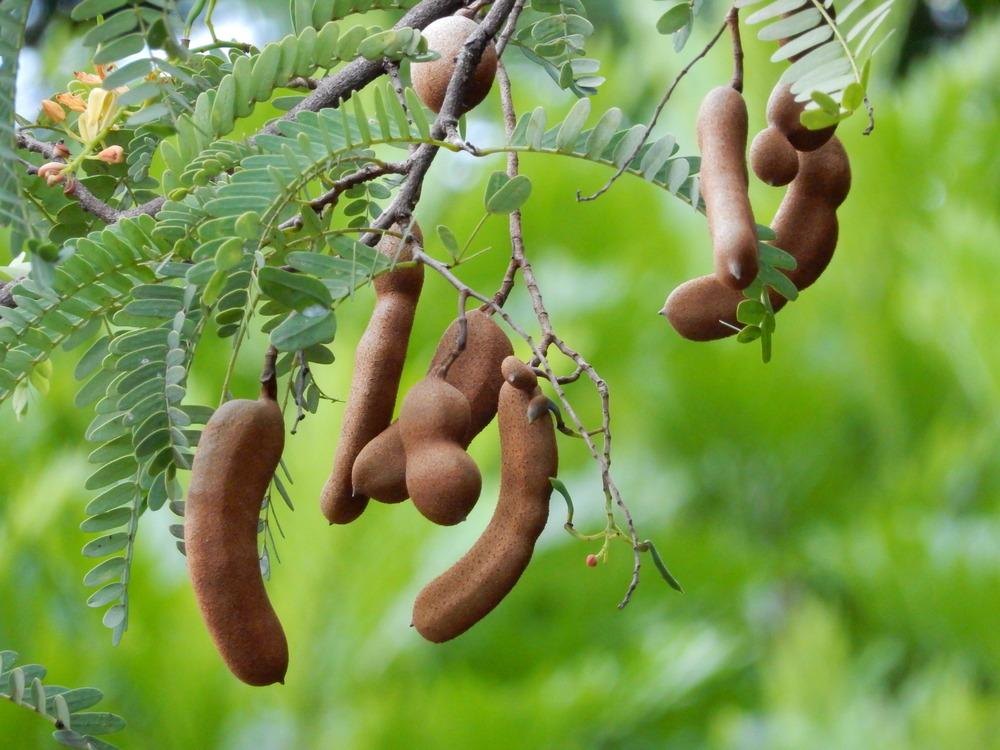 Tamarind (Tamarindus indica)