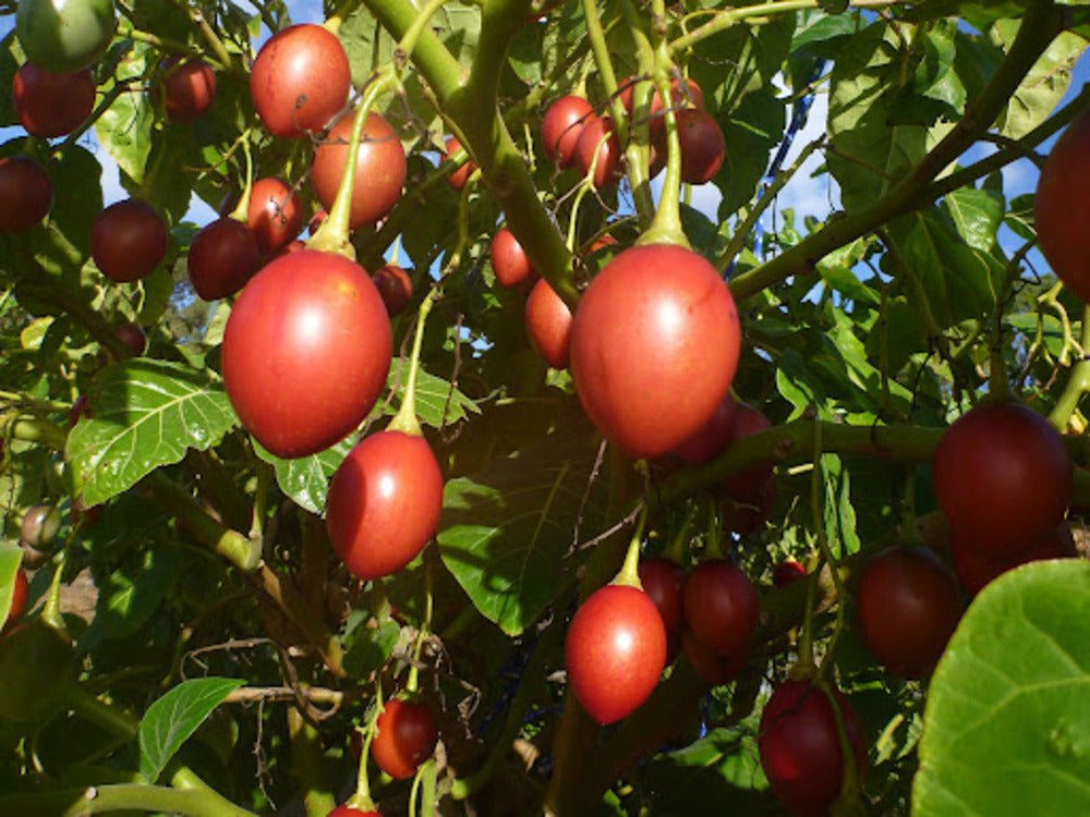 Тамарилло (Solanum betaceum)