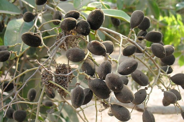 Бархатный тамаринд (Dialium guineense)