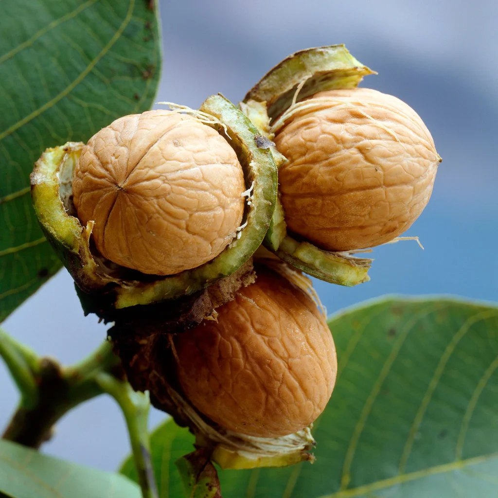 Грецкий орех (Juglans regia)