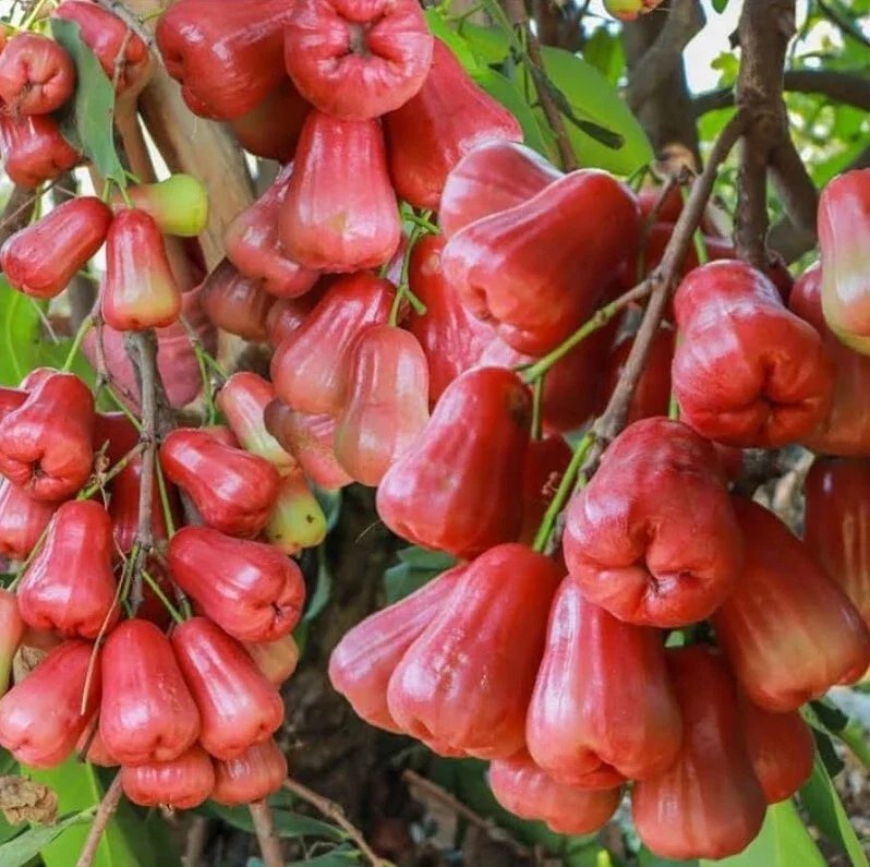 Măr de ceară (Syzygium samarangense)