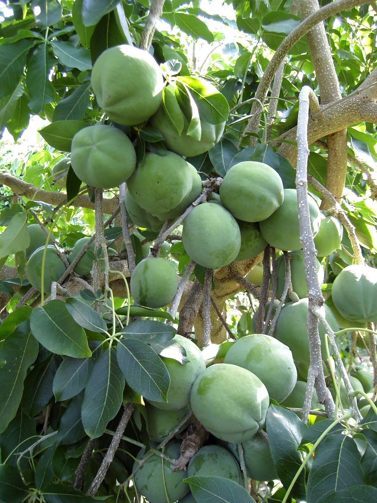 Sapote alb (Casimiroa edulis)