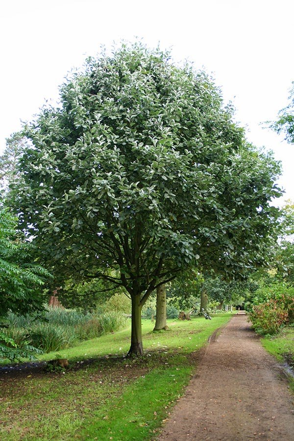 Мучнистая рябина (Sorbus aria)
