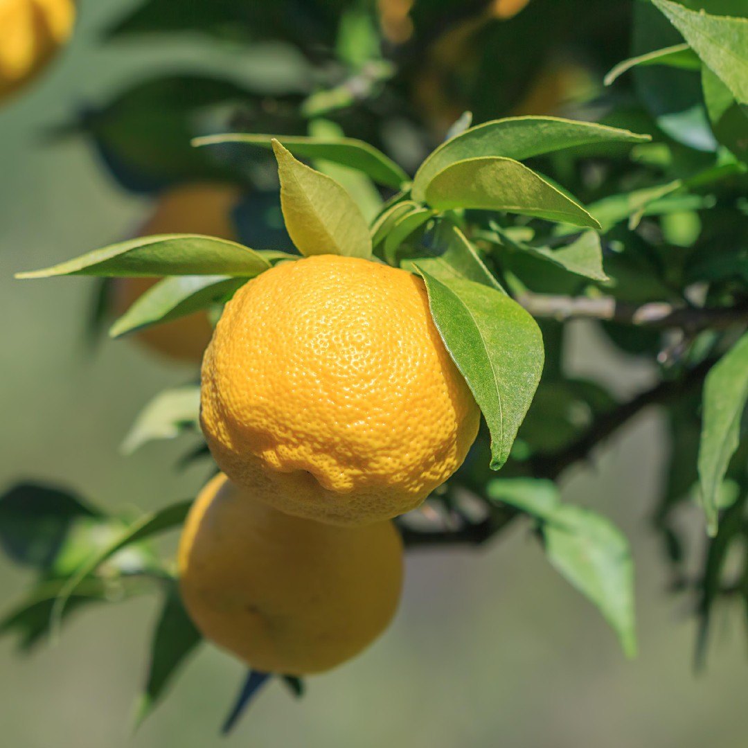 Yuzu (Citrus junos)