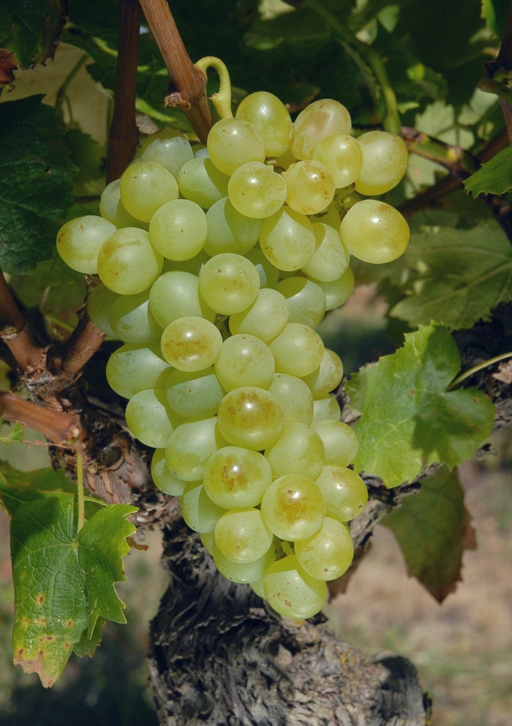 Assyrtiko