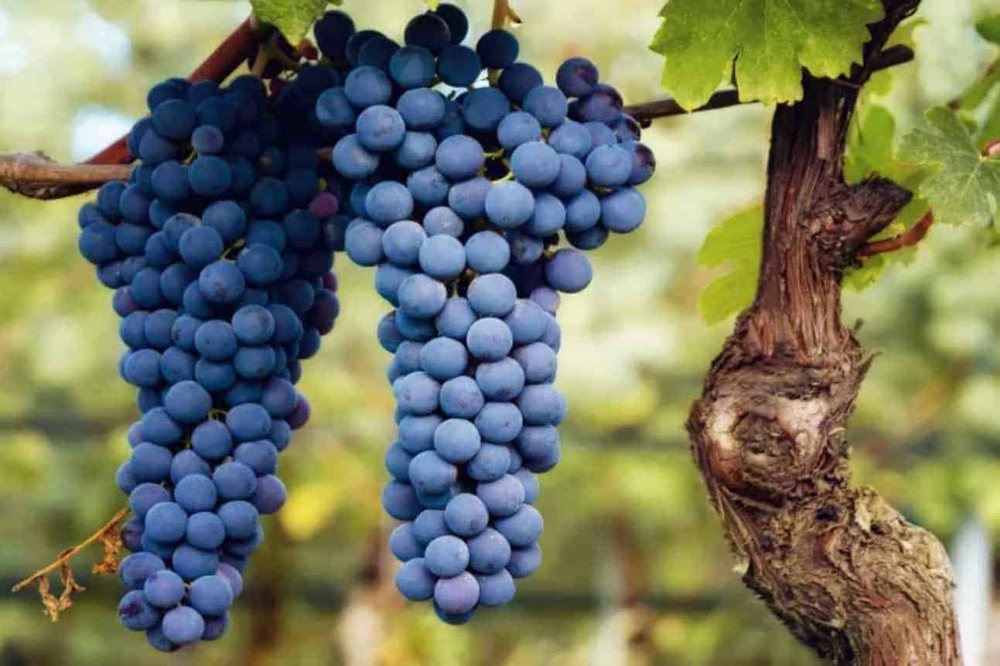 Barbera