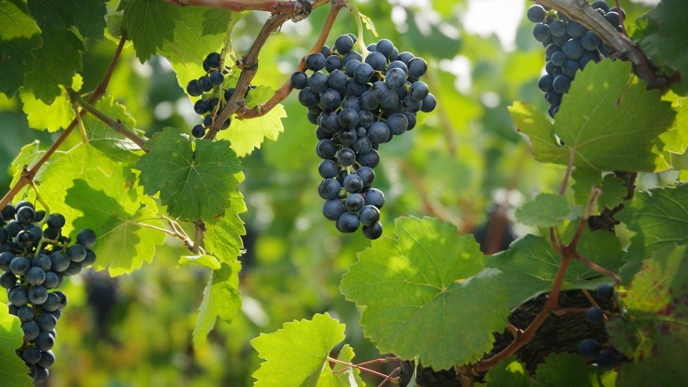 Blaufrankisch