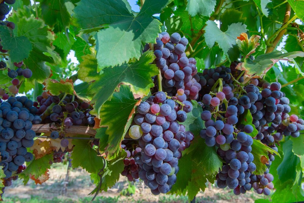 Carignan