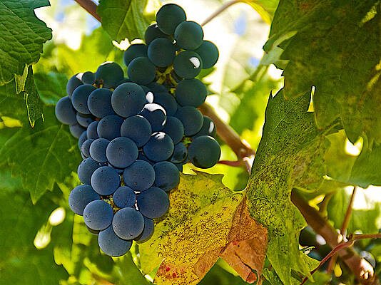 Carmenere